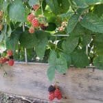 Blackberries in the 2nd Plot