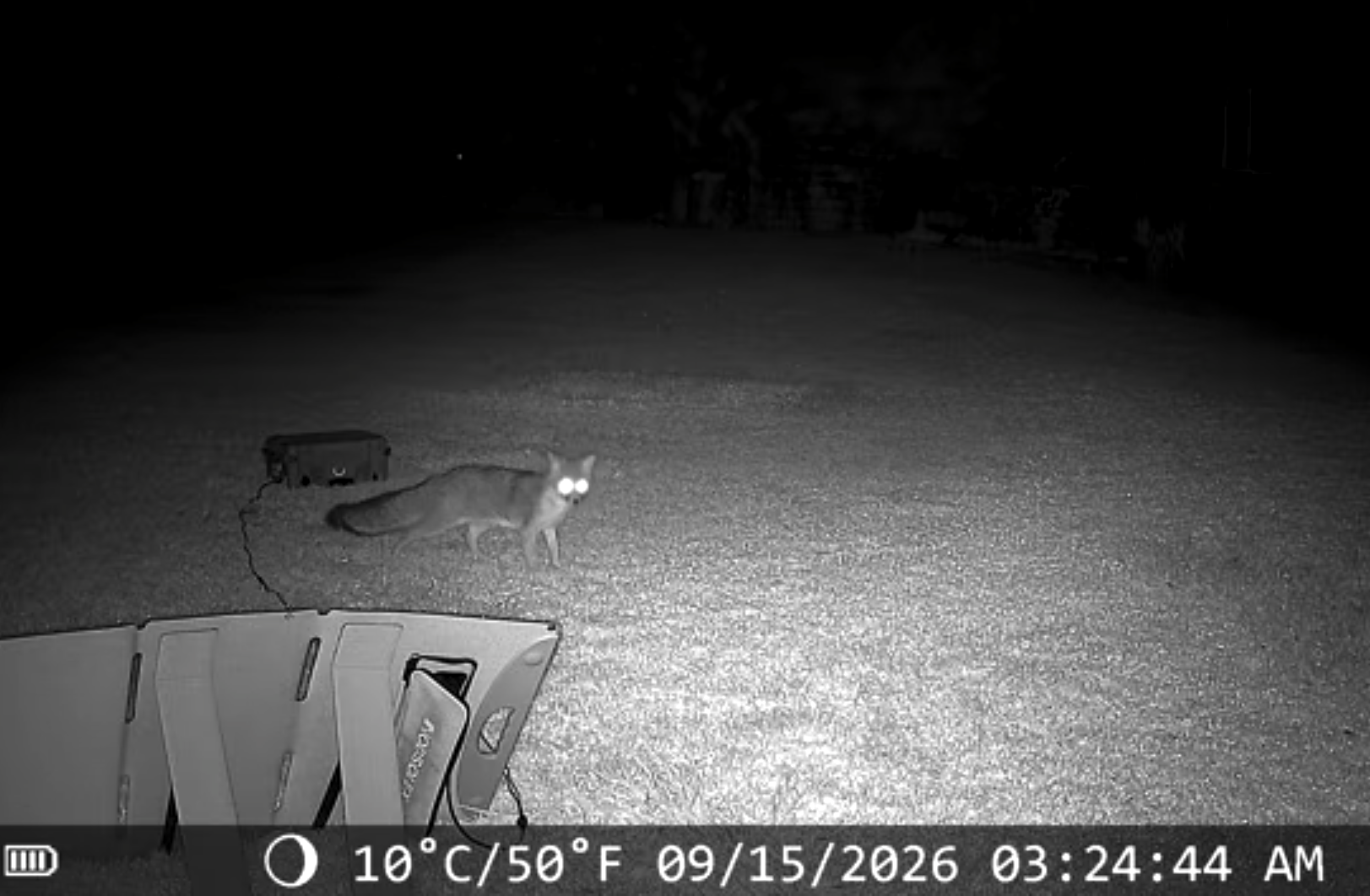 A Fox Came to Check Out My Starlink Setup