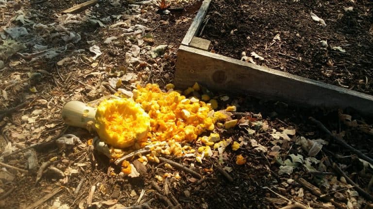 Squirrel Problems in the Garden
