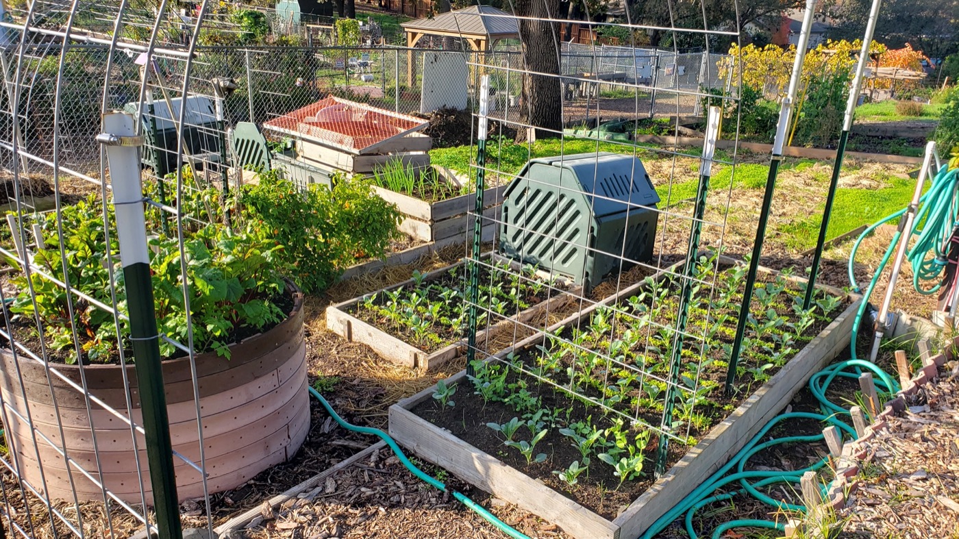 Raised garden beds with trellises, seedlings, and a compost bin at the Fair Oaks Community Garden