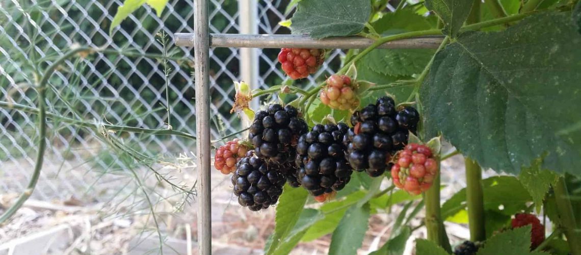 blackberries-2018-1